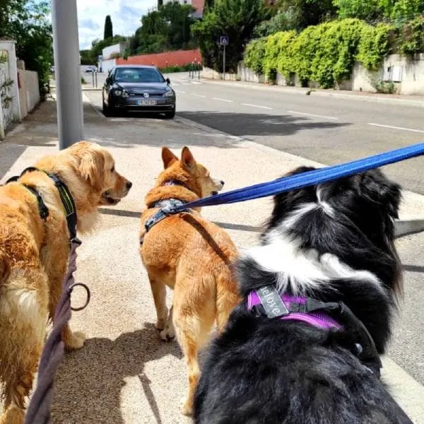 Trois chiens qui se promènent tenus en laisse