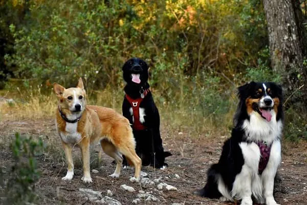 Un chien accompagné de la Dream Team de Dog Life: Fiona et Amé