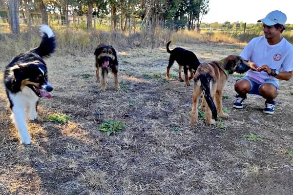 Alexis en compagnie de 4 chiens