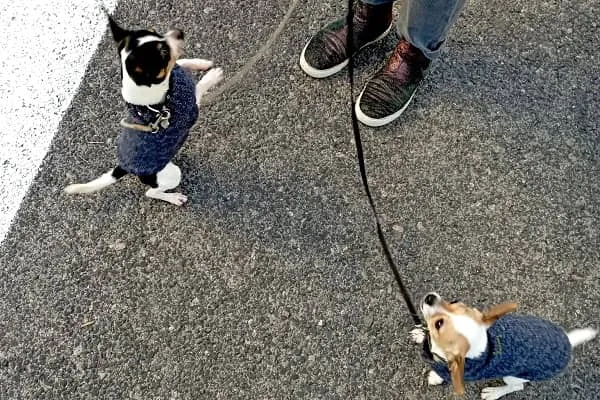 Deux chihuahuas en train de jouer