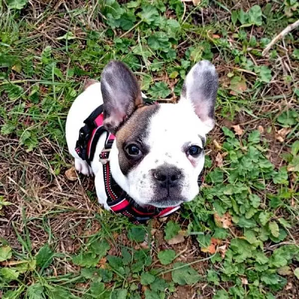 Un chiot bouledogue français qui nous regarde