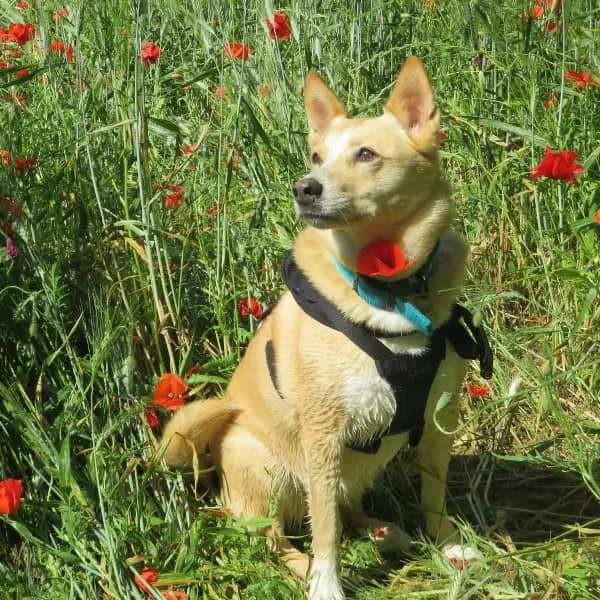 Fiona, croisé de loup, chien et renard