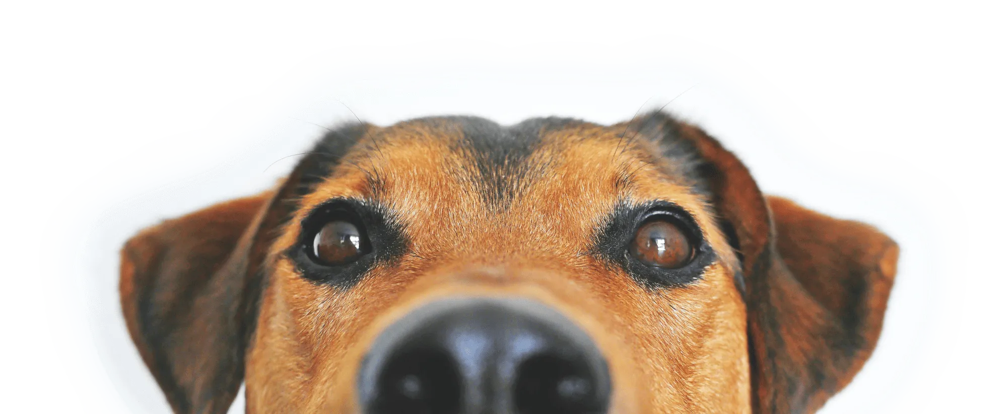 La tête d'un chien amical en gros plan