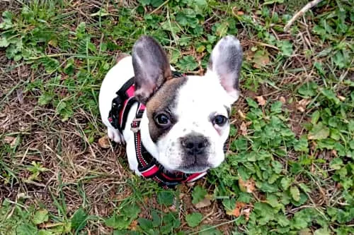 Un chiot bouledogue français qui nous regarde