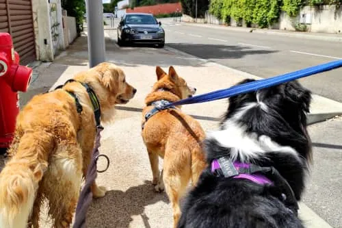 Trois chiens qui se promènent tenus en laisse